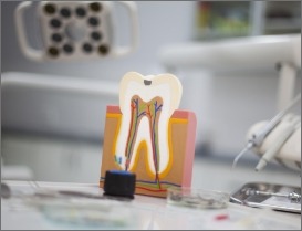 Model of healthy tooth after root canal therapy