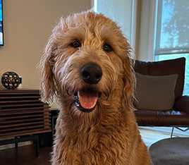 Fluffy light brown dog sitting in chair